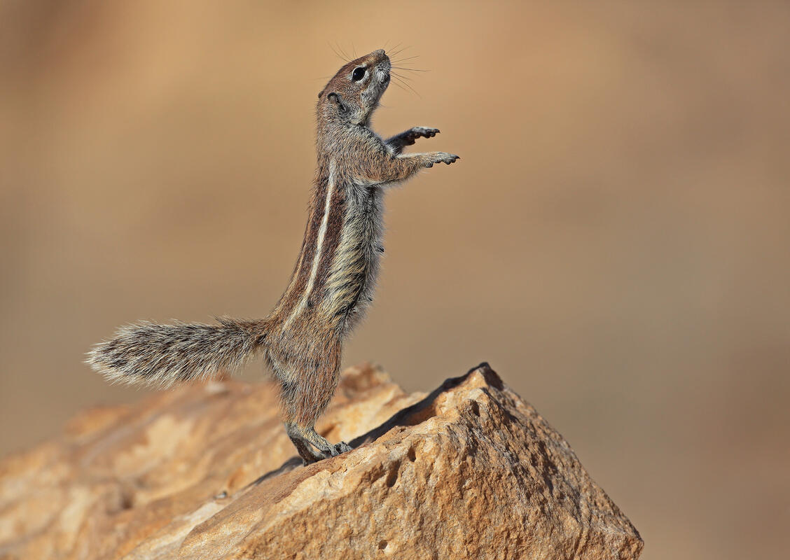 Furteventura, Barbary ground squirrel