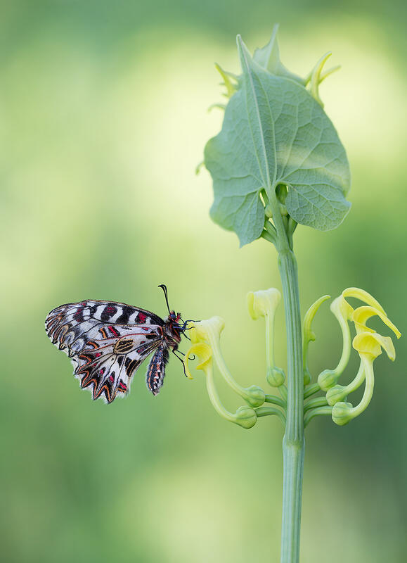 Zerynthia polyxena