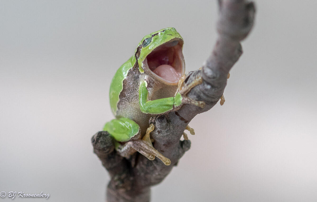 Bert Kroonenberg, Common Tree Frog