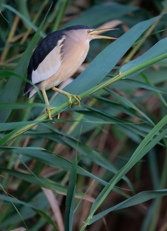  little bittern 