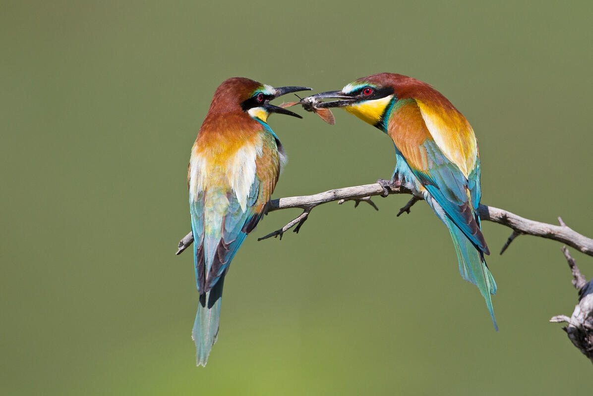 Bee-eater /Merops apiaster/
