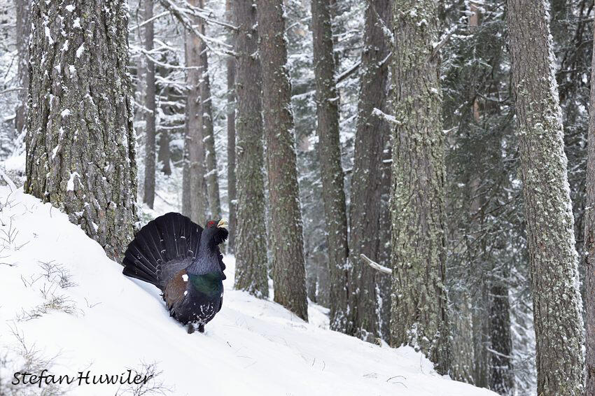 Stefan Huwiler, Capercaillie