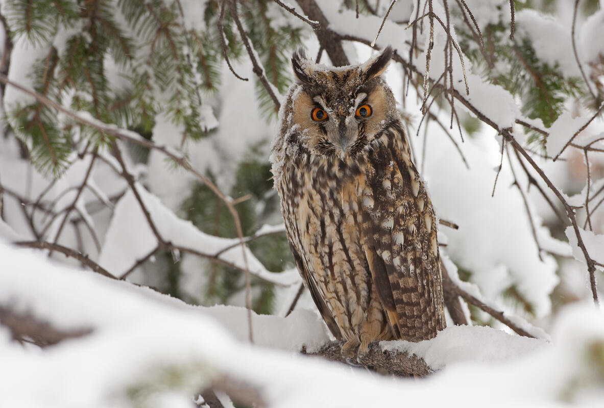 Long-eared Owl / Asio otus/