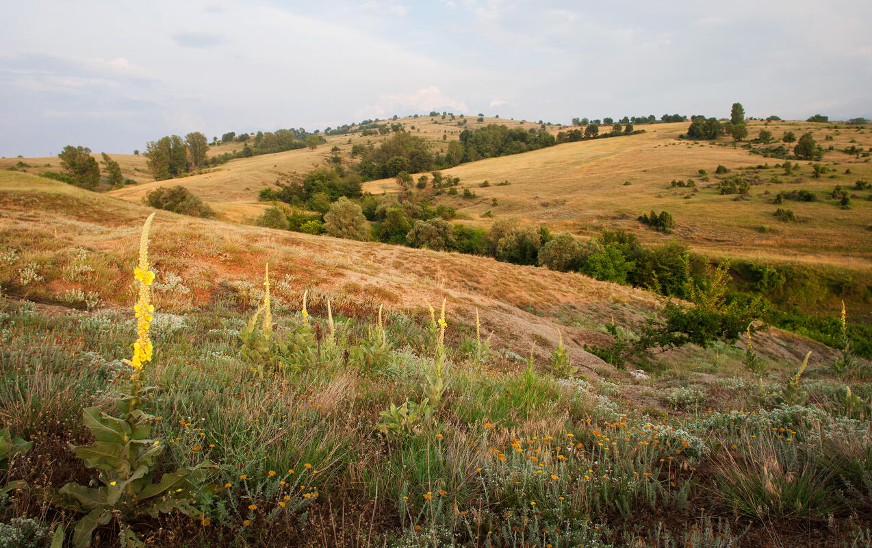 Besa valley 