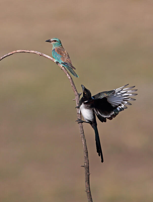 Рoller and Magpie