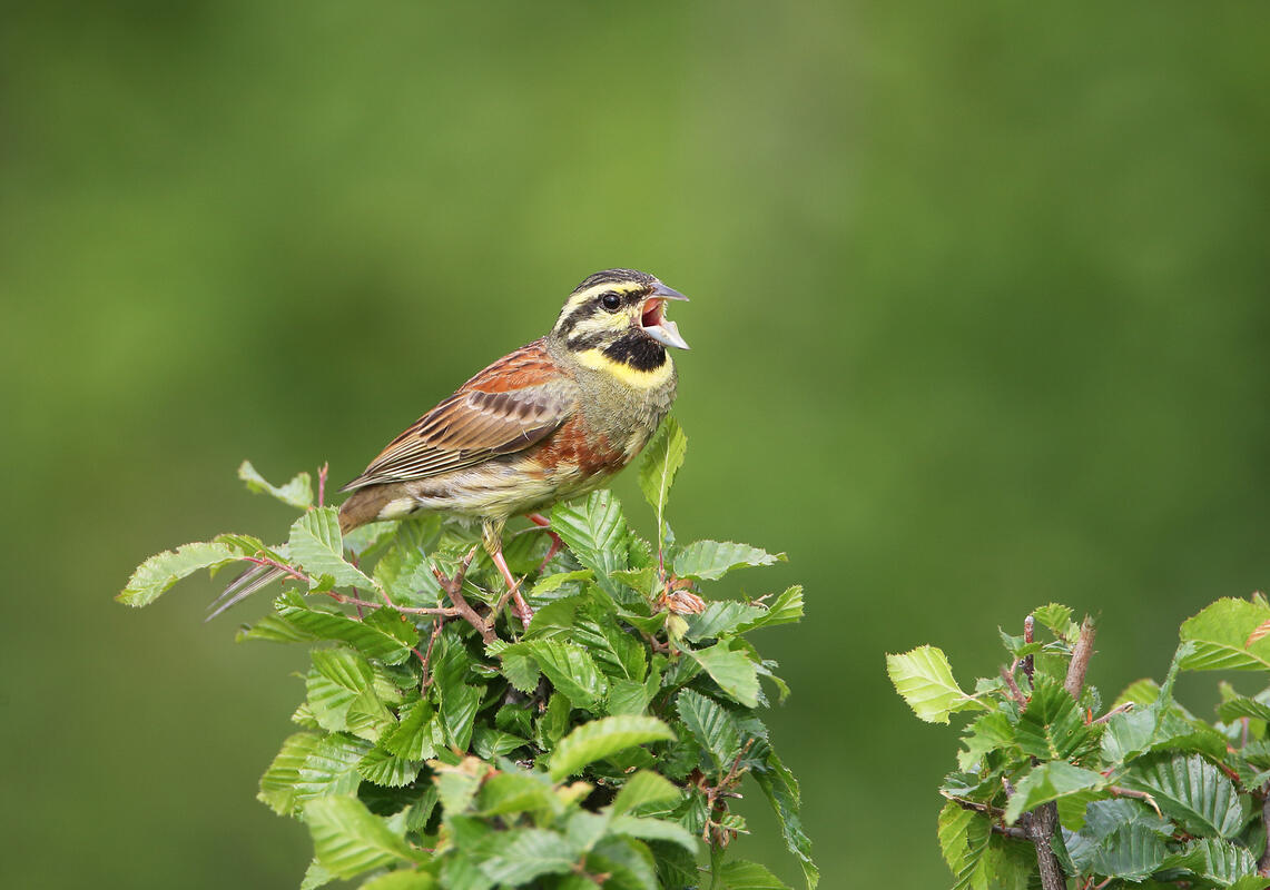Cirl bunting  /Emberiza cirlus/