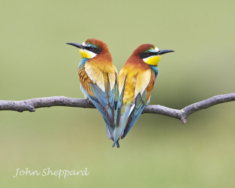John Sheppard, Bee-eaters
