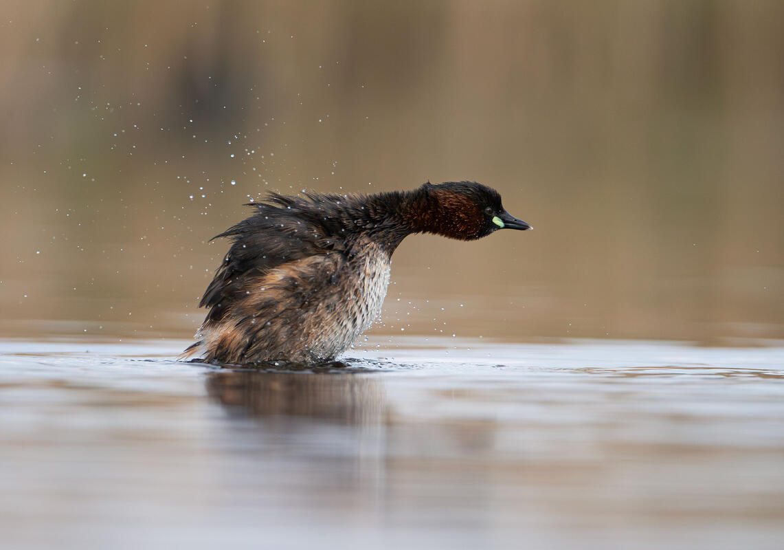 Little Grebe