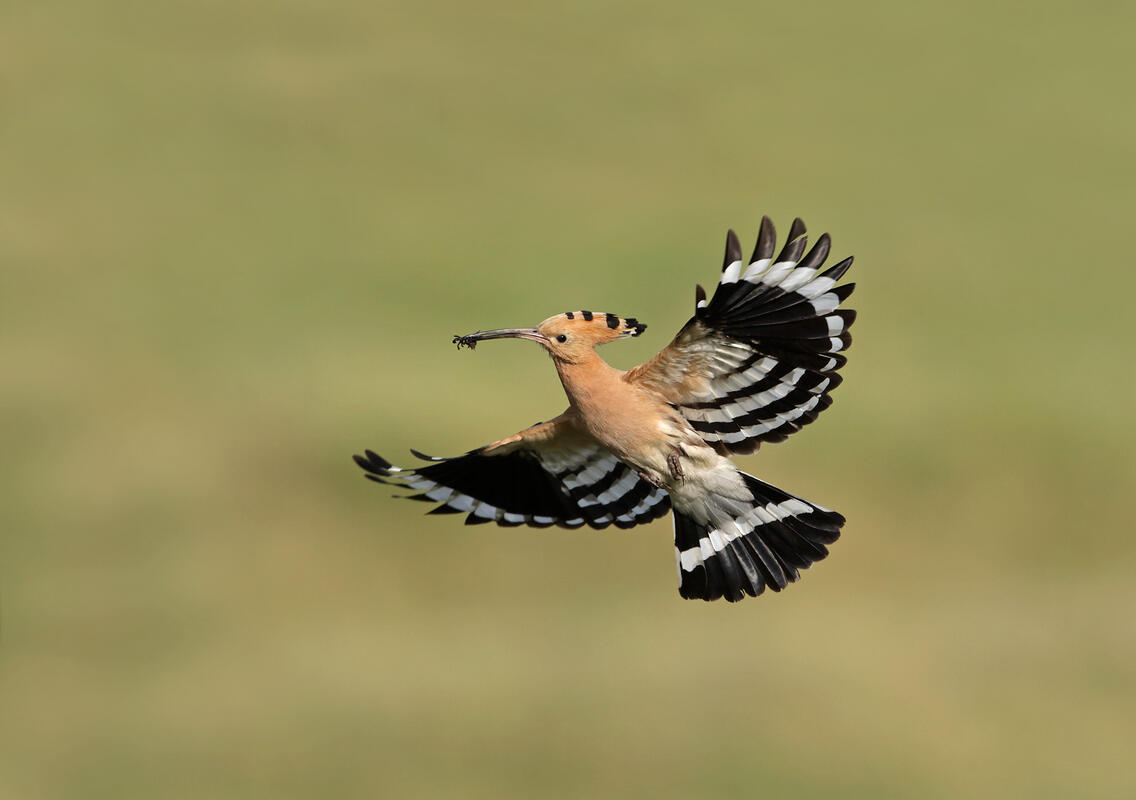 Hoopoe /Upupa epops/