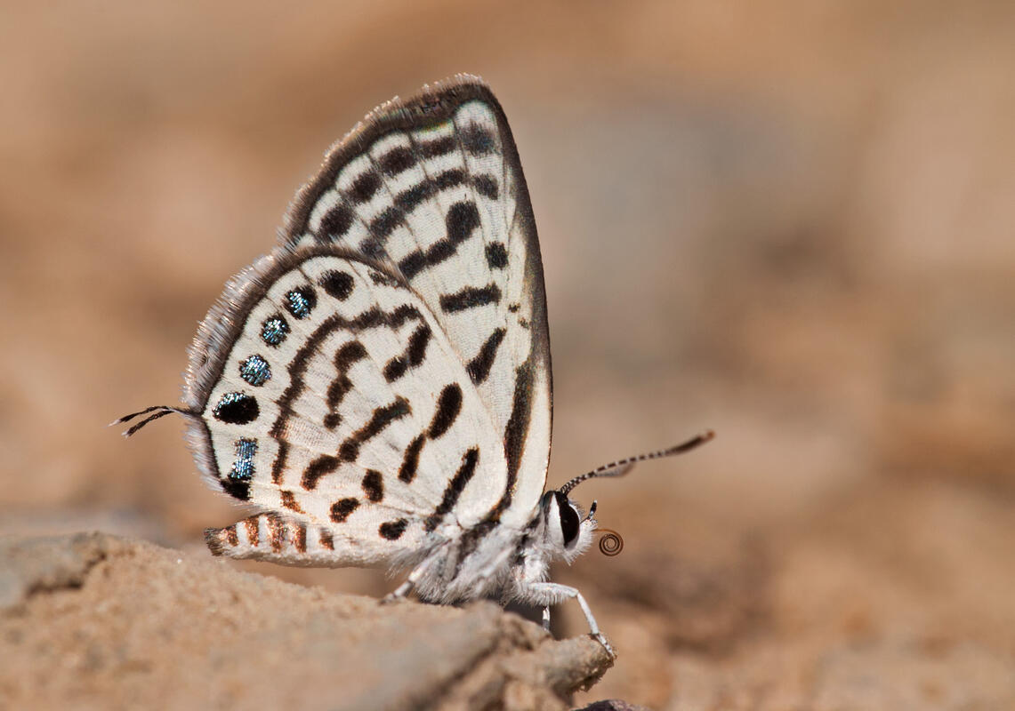 Little tiger blue /Tarucus balkanicus /