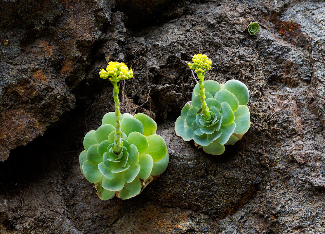 La Gomera,