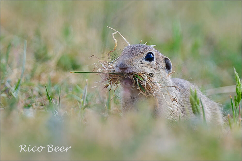 Rico Beer, European Souslik /Spermophilus citellus/