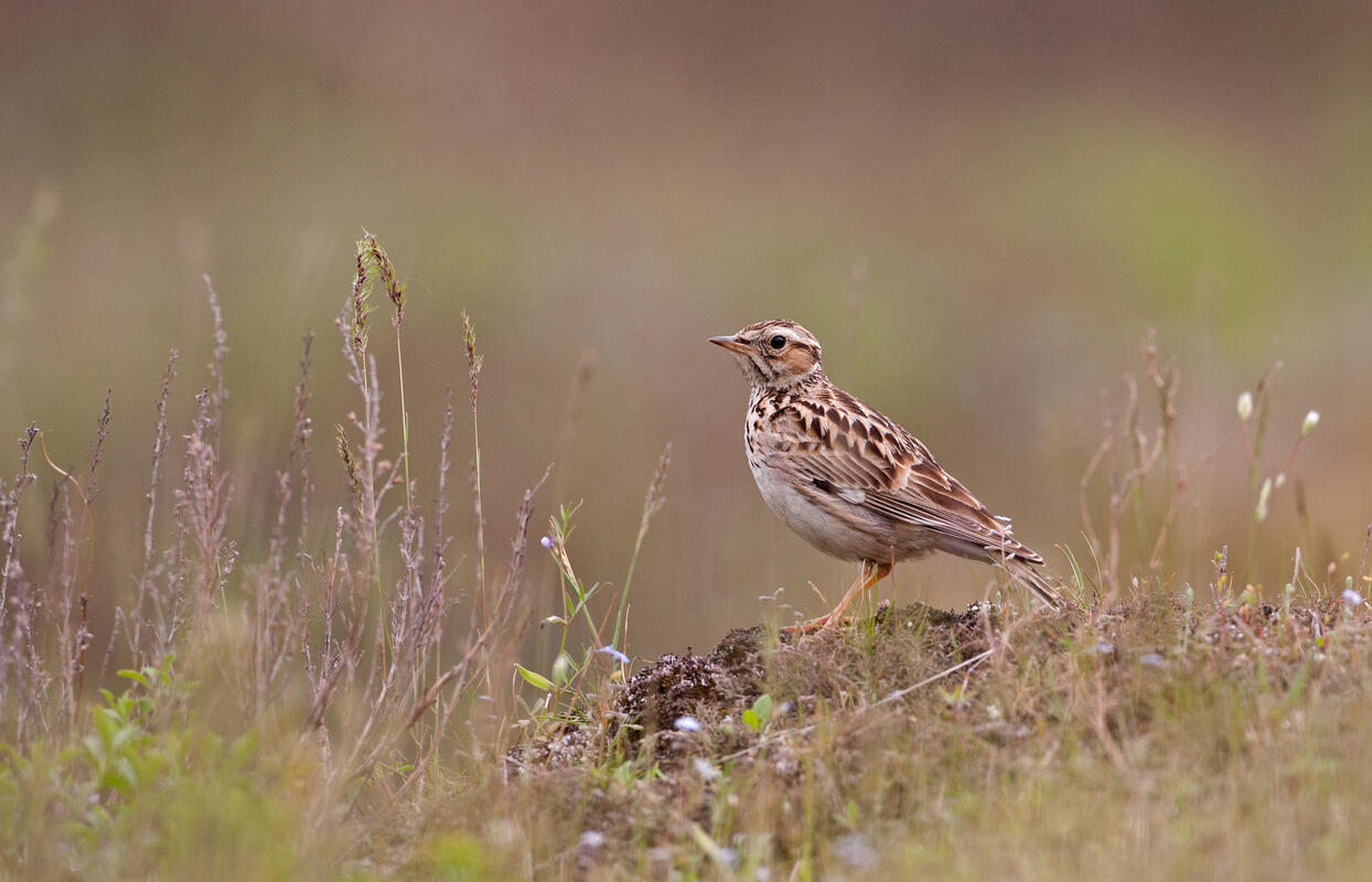 Wood lark /Lullula arborea/