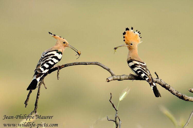 Jean-Philippe Maurer , Hoopoe /Upupa epops/