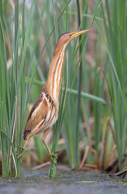 Little bittern /Ixobrychus minutus/