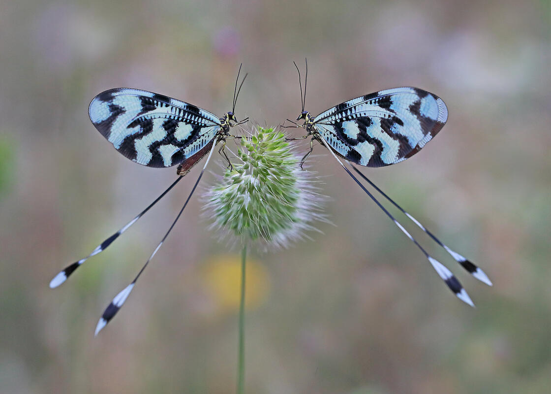 Spoonwing Lacewing /Nemoptera sinuata/