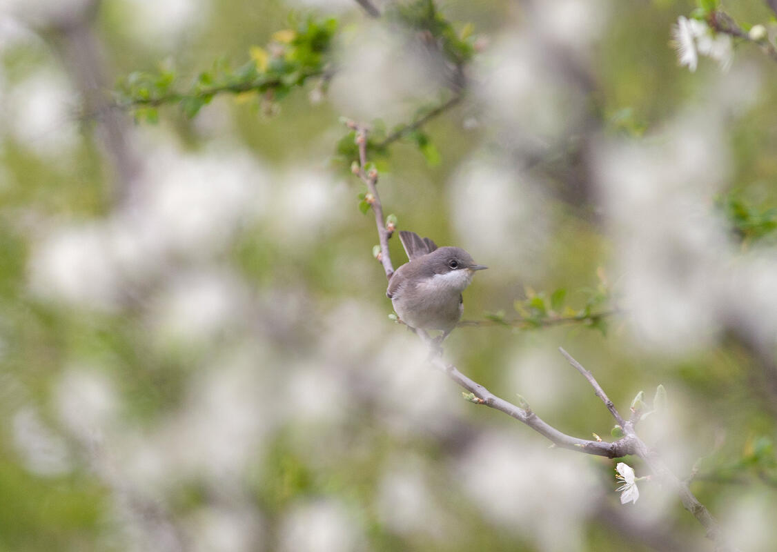  Lesser whitethroat /Curruca curruca/