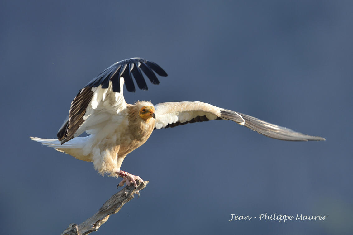 Jean-Philippe Maurer ,Egyptian Vulture /Neophron percnopterus/ 