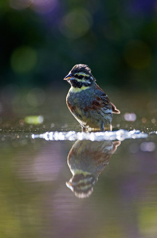 cirl bunting  /Emberiza cirlus/