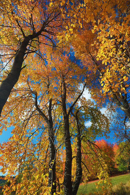Bulgaria in autumn colors 