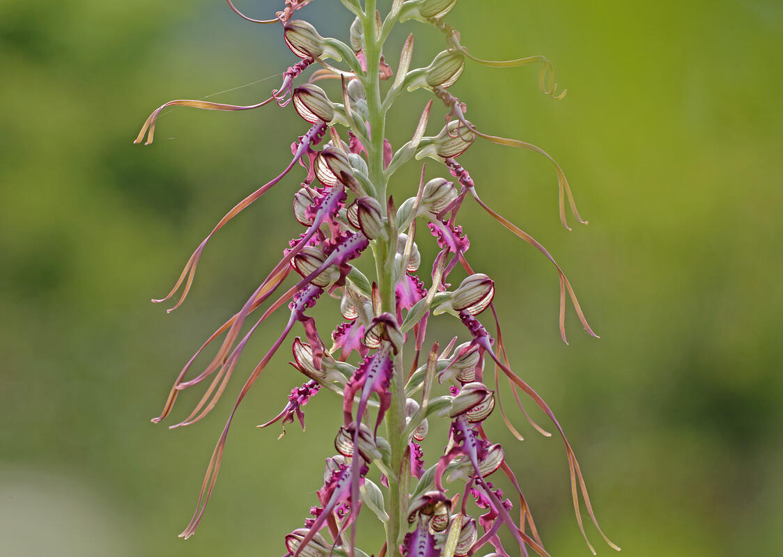 Lizard Orchid /Himantoglossum caprinum 