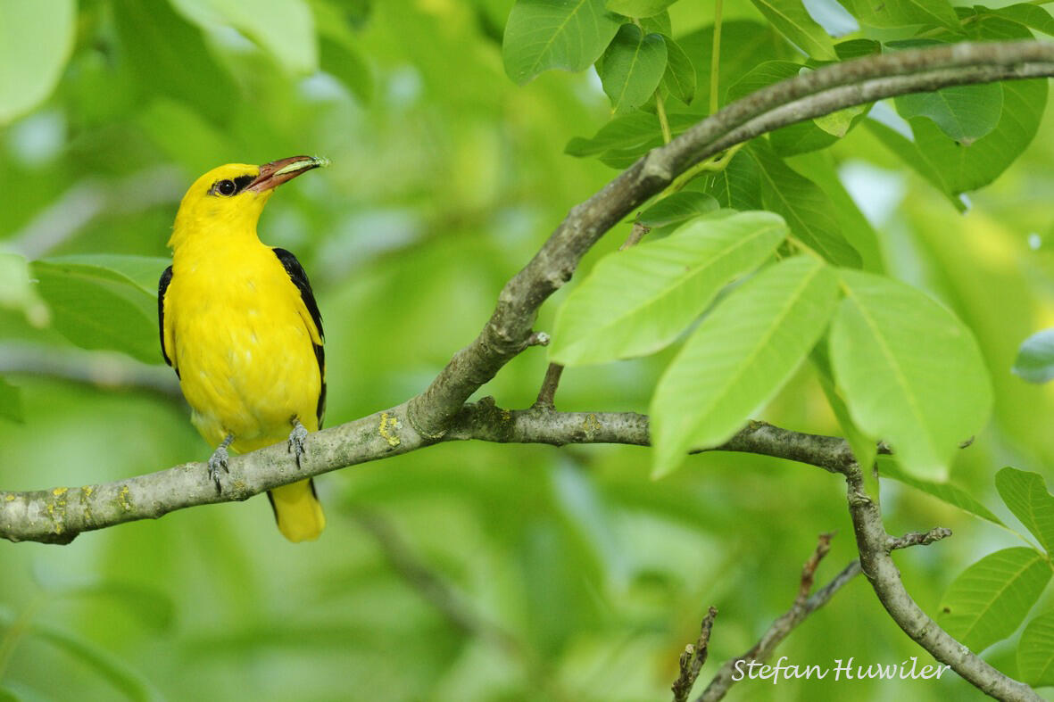 Stefan Huwiler, Golden Oriole /Oriolus oriolus/