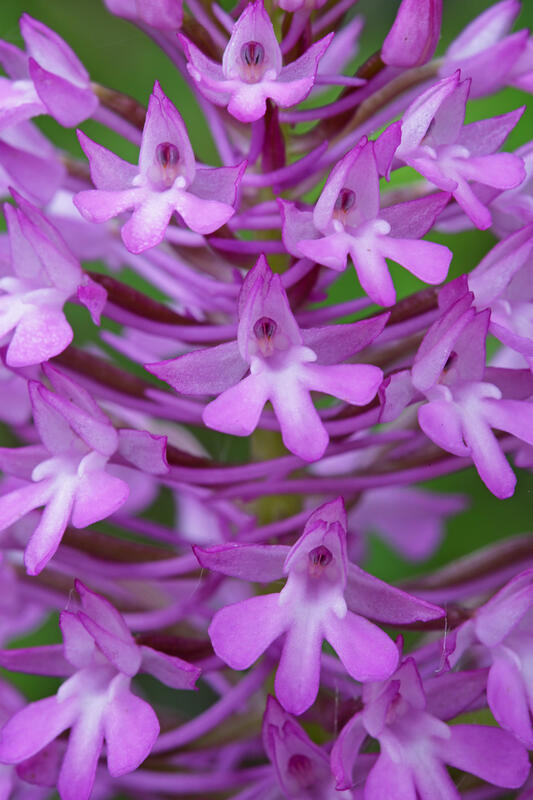 Pyramidal Orchid (Anacamptis pyramidalis (L.) Rich.)