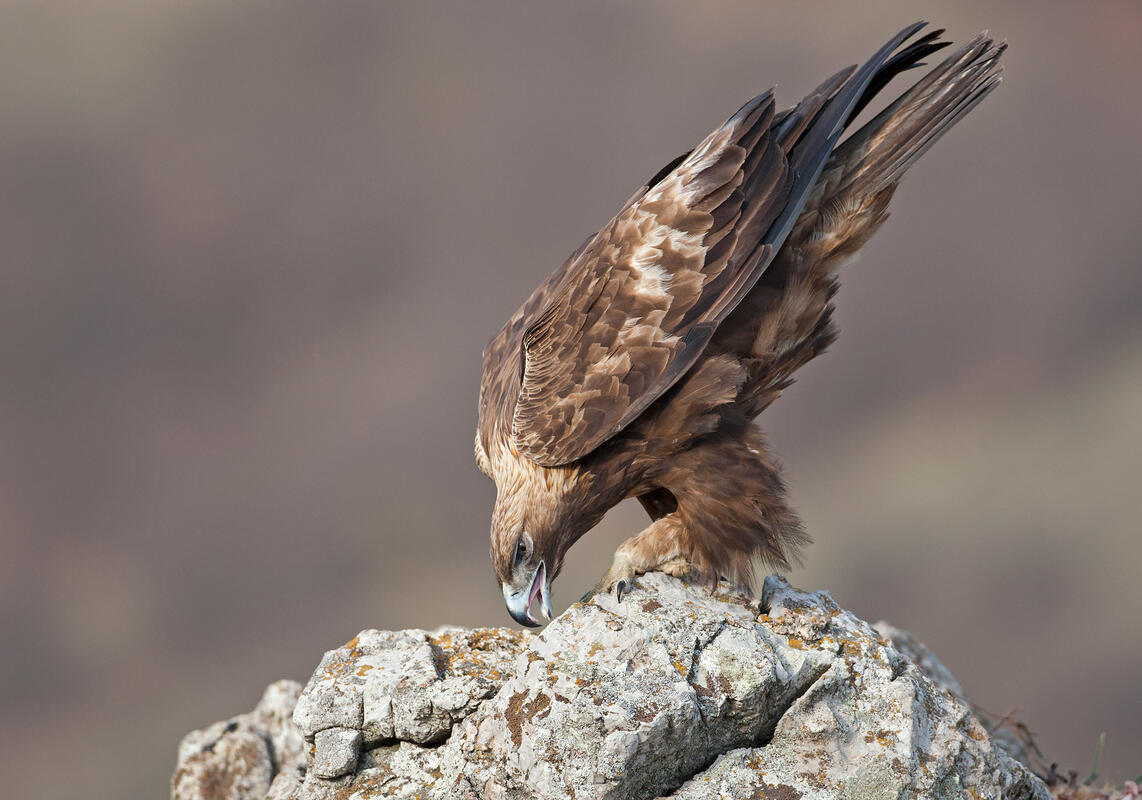 Golden Eagle