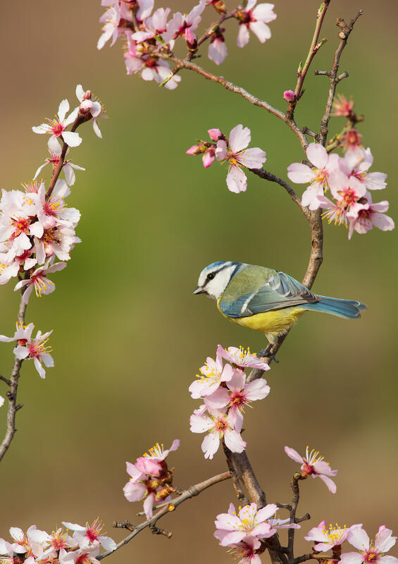 Blue Tit /Parus caeruleus/