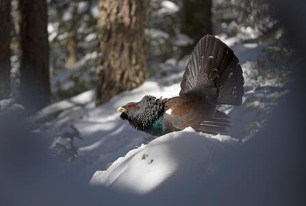Western capercaillie Tetrao urogallus /Tetrao urogallus/