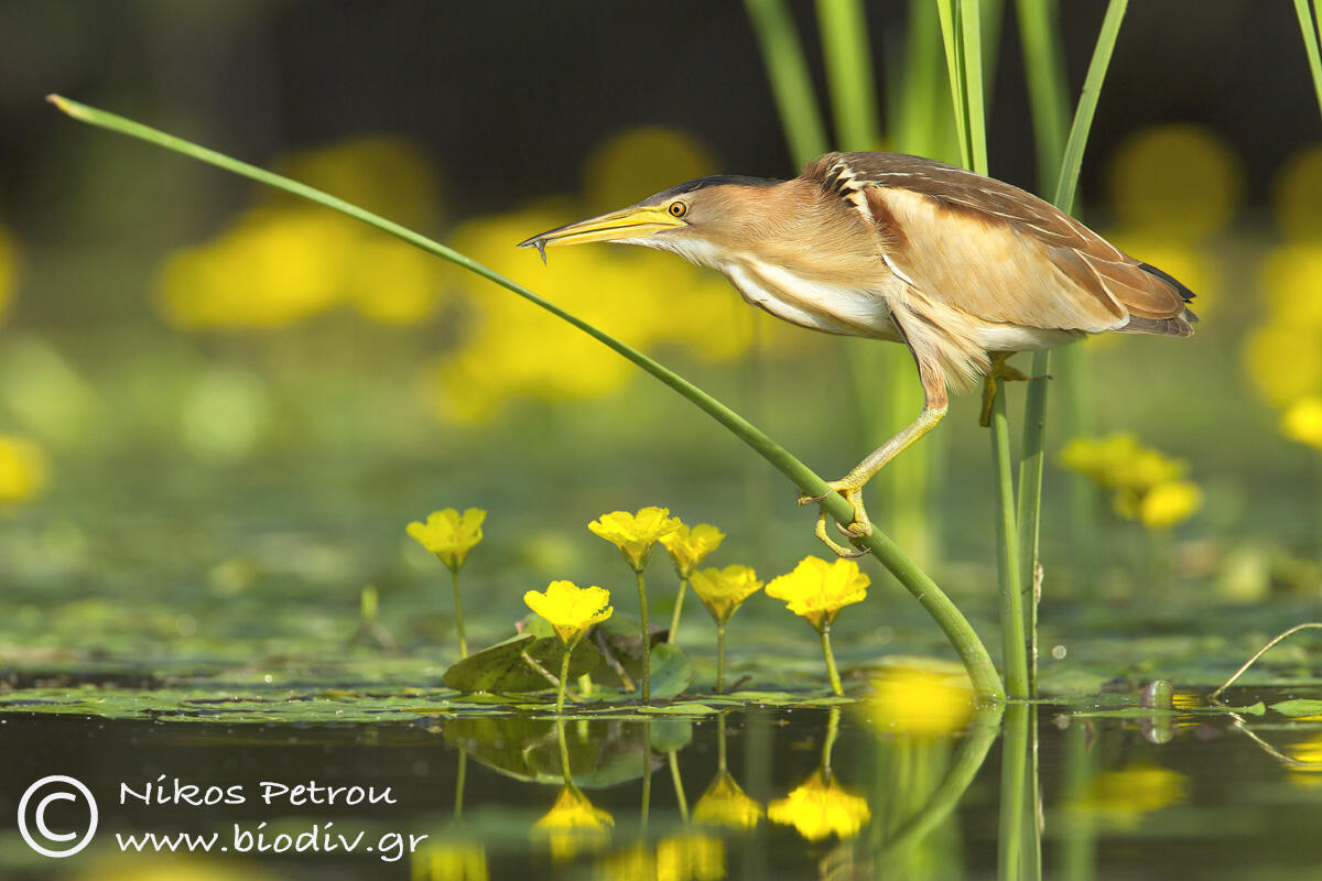 Nikos Petrou, Little bittern