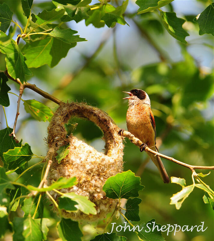 John Sheppard, Penduline Tit / Remiz pendulinus/
