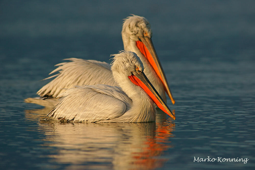 Marko Koenig, Dalmatin pelicans