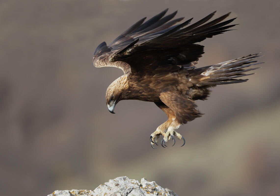 Golden Eagle /Aquila chrysaetos/
