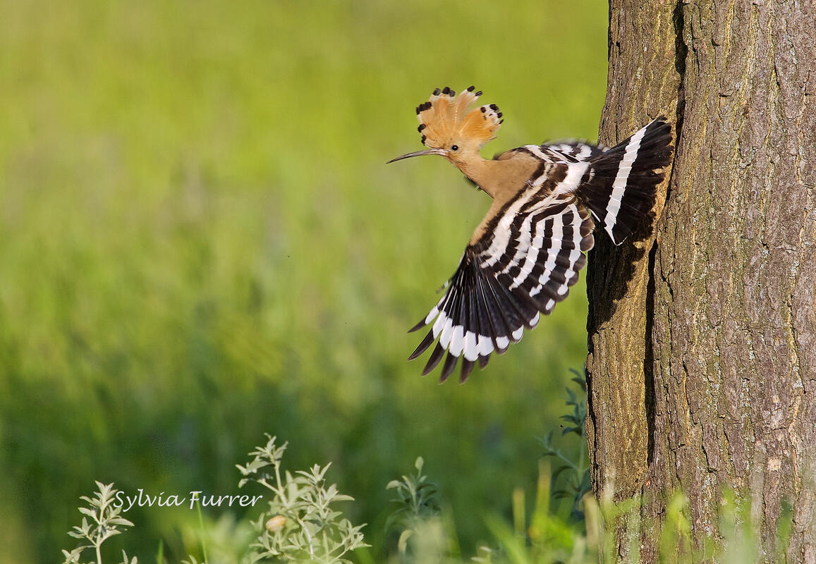 Sylvia Furrer, Hoopoe /Upupa epops/  