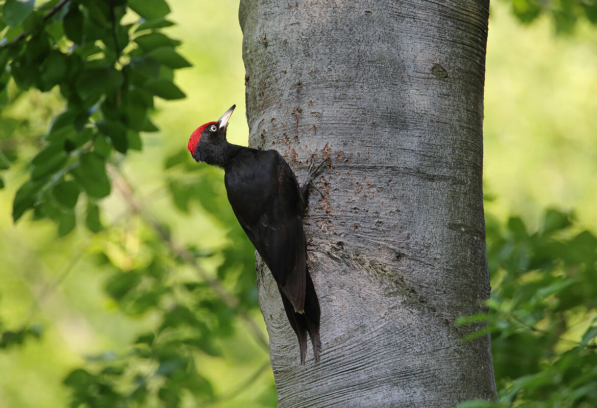 Black Woodpecker /Dryocopus martius/