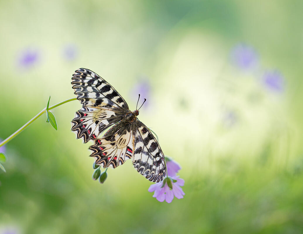 Zerynthia polyxena