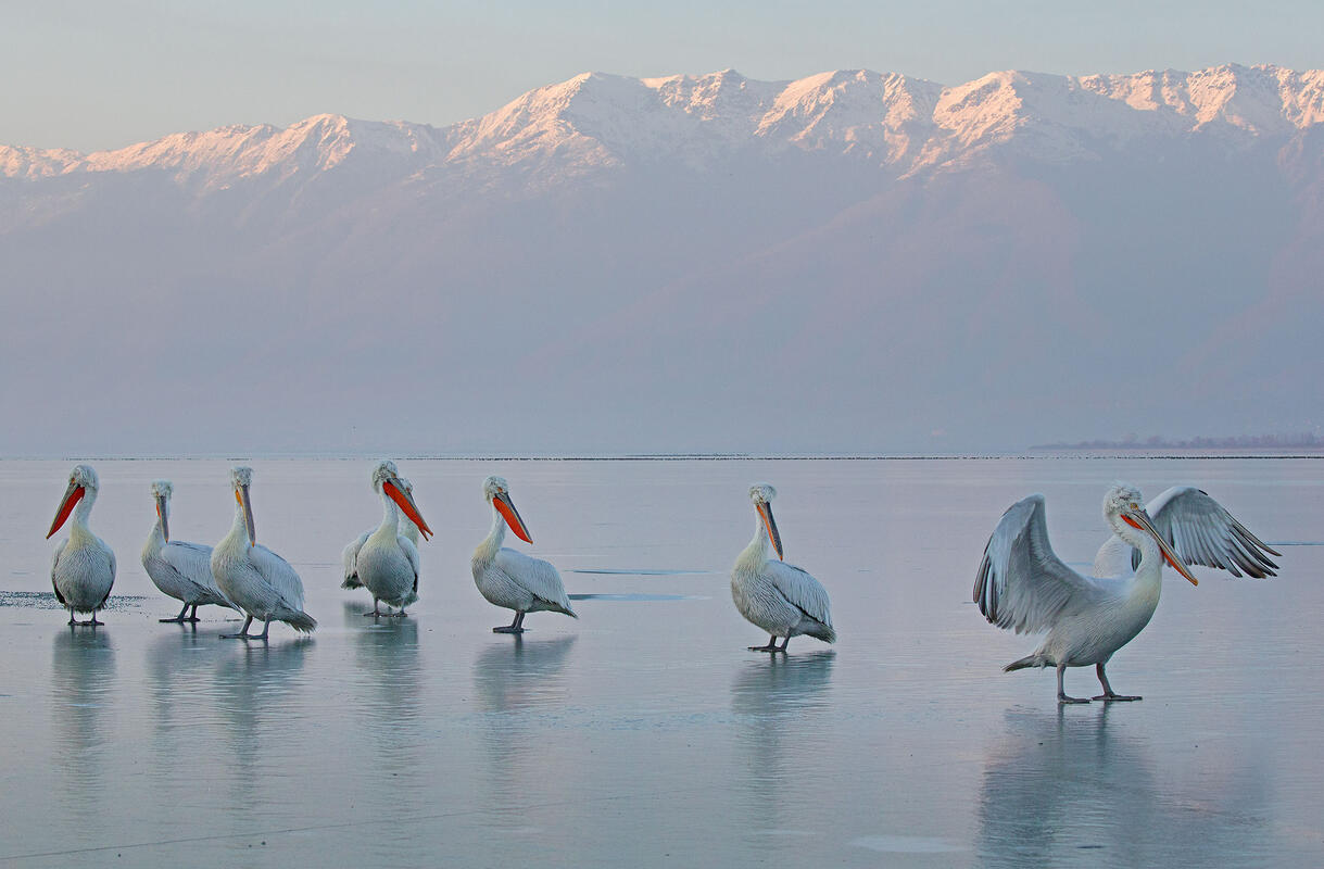 Dalmatian Pelicans / Pelicanus crispus/