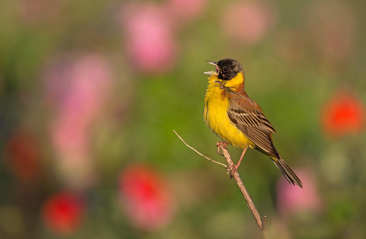 Black-headed Bunting /Emberiza melanocephala/