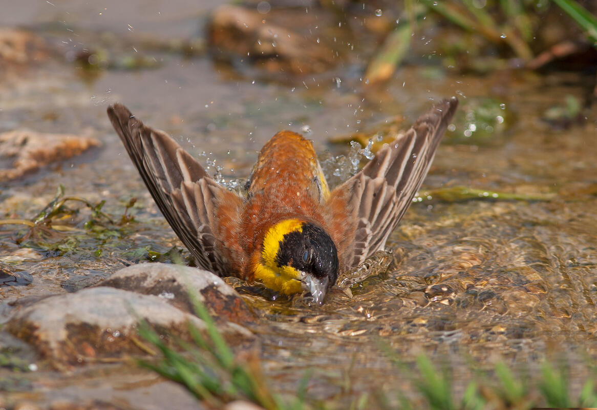Black-headed Bunting /Emberiza melanocephala/