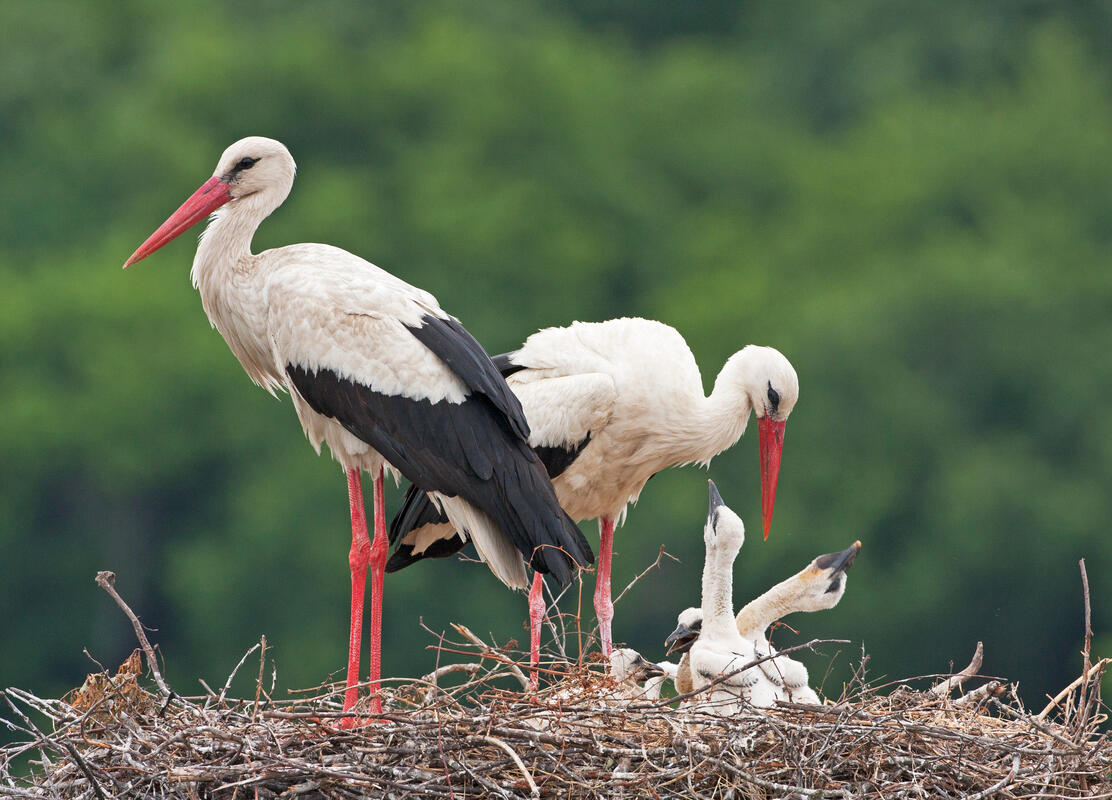 White stork /Ciconia ciconia/