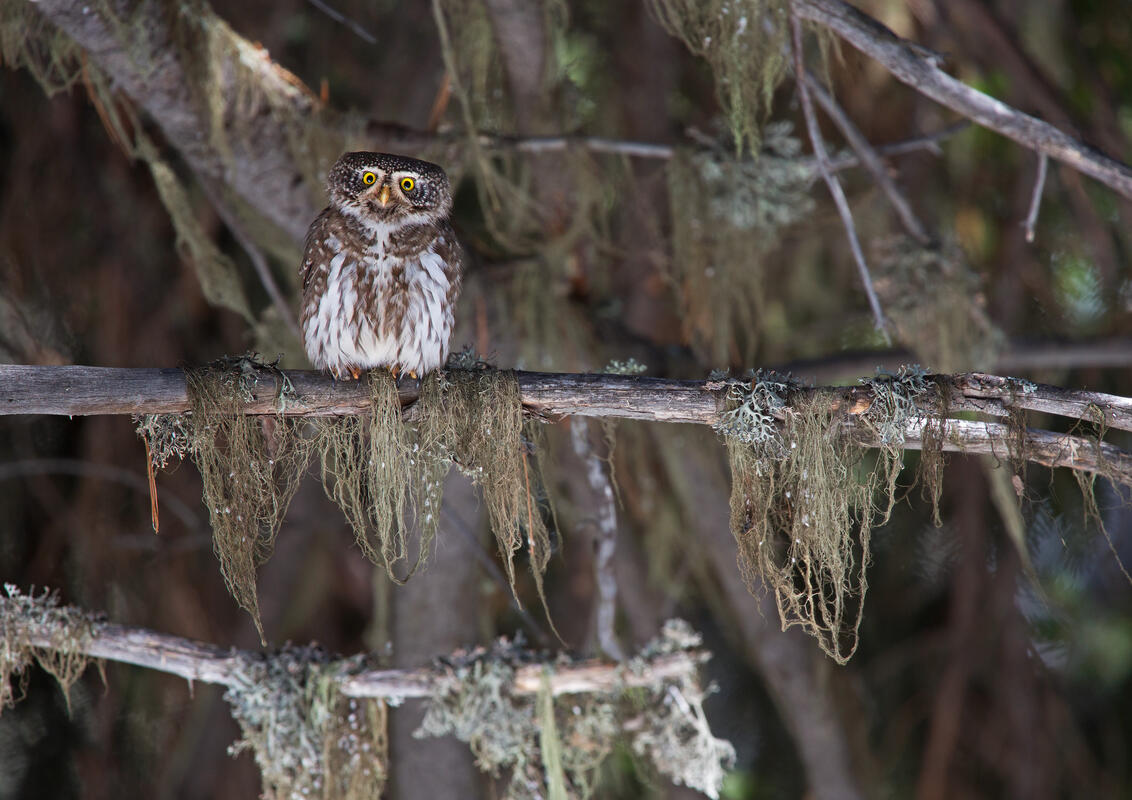 Pygmy owl /Glaucidium kurochkini/