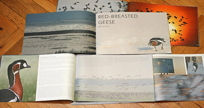 Red-breasted Geese