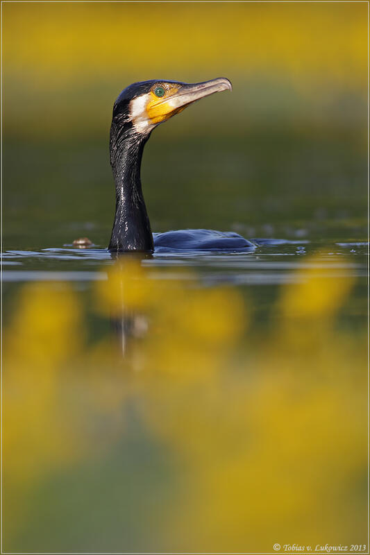 Tobias v. Lukowicz, Kormorant /Phalacrocorax carbo/ 