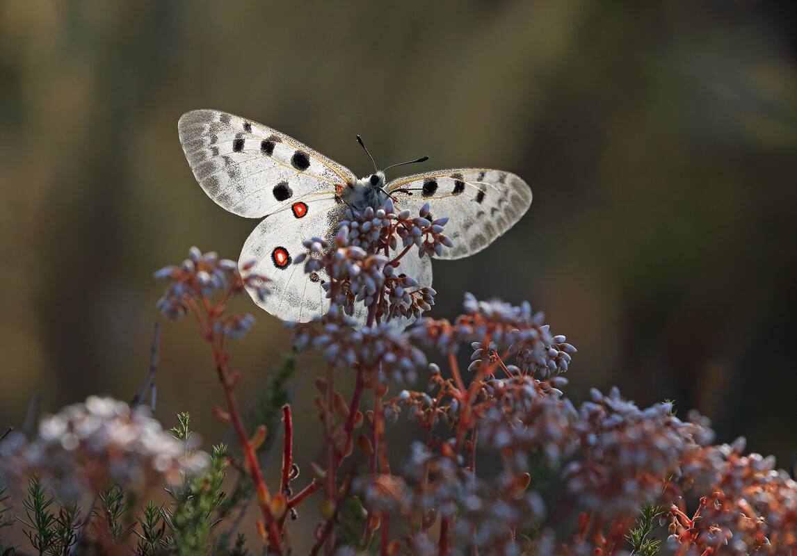 Apollo butterfly /Parnassius apollo/