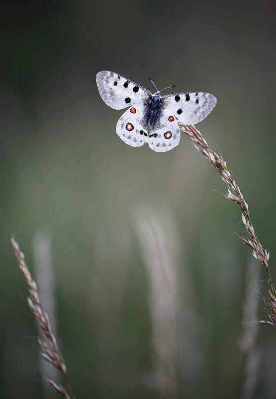 Apollo butterfly /Parnassius apollo/