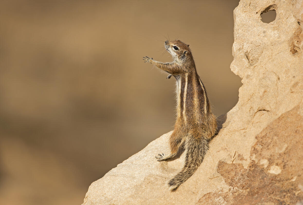 Barbary ground squirrel /Atlantoxerus getulus