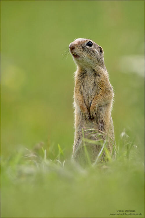 Daniel Ottmann, European Souslik /Spermophilus citellus/
