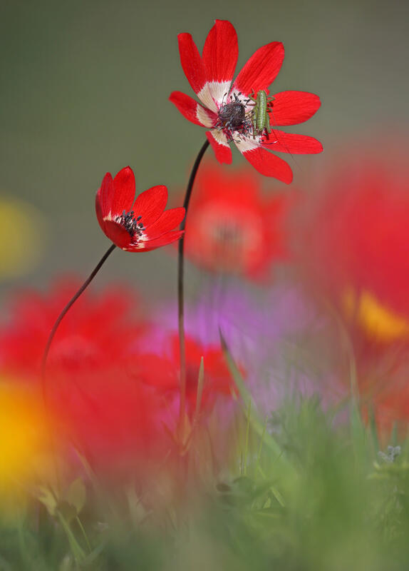 Anemone /Anemone pavonina Lam./