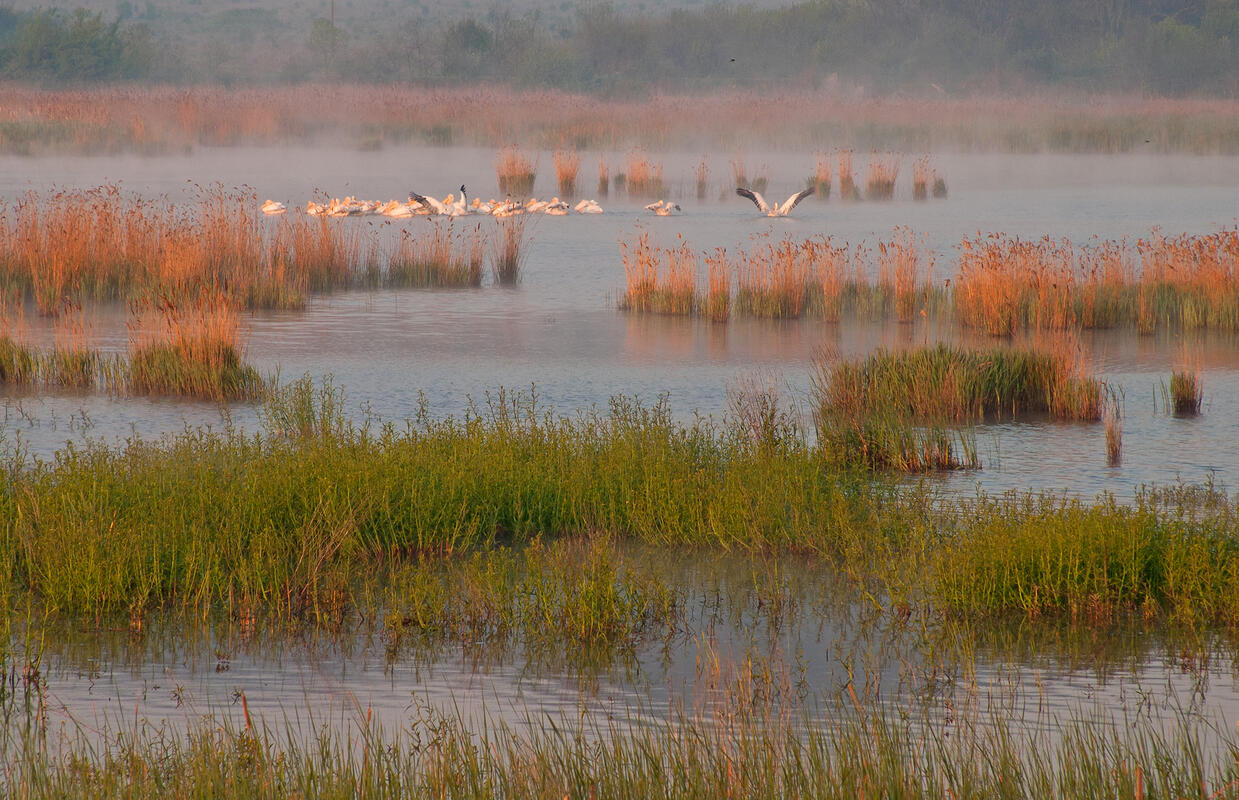 Alepu marsh, spring bird migration